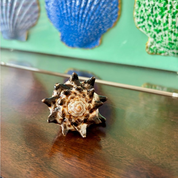 She Shells Art Conch Shell Ring Cocktail Statement Piece Jewelry - Picture 2 of 7